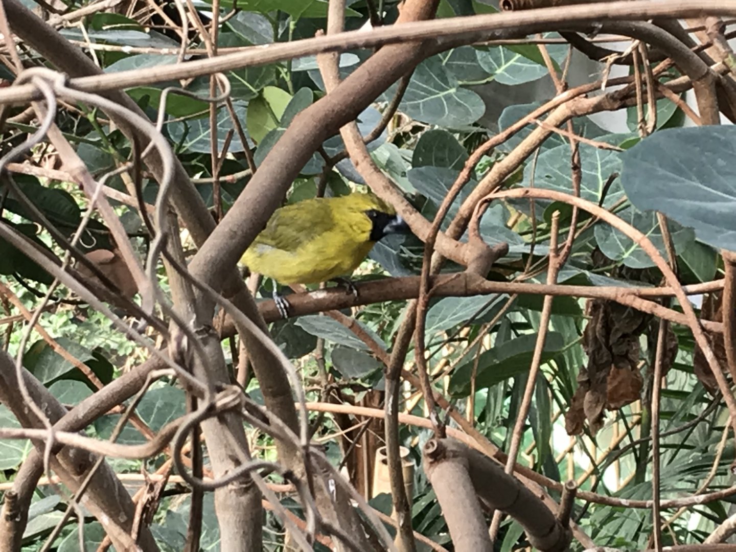 America Tropicana - Yellow cardinal 171018