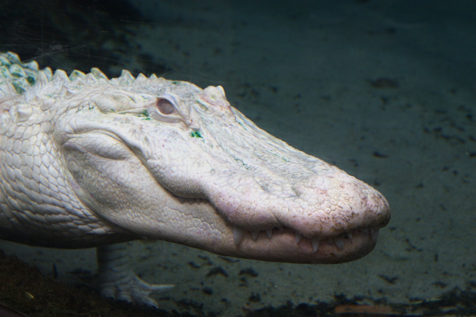 American Aligator (Alligator mississippiensis), 25-08-25