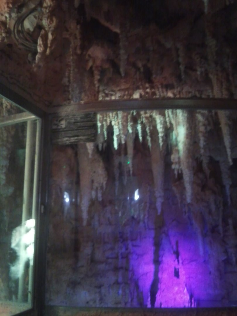 American aligator cave