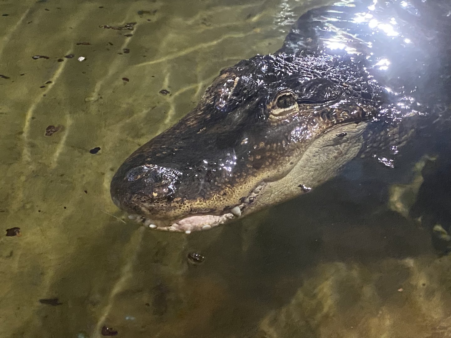 American alligator 040124