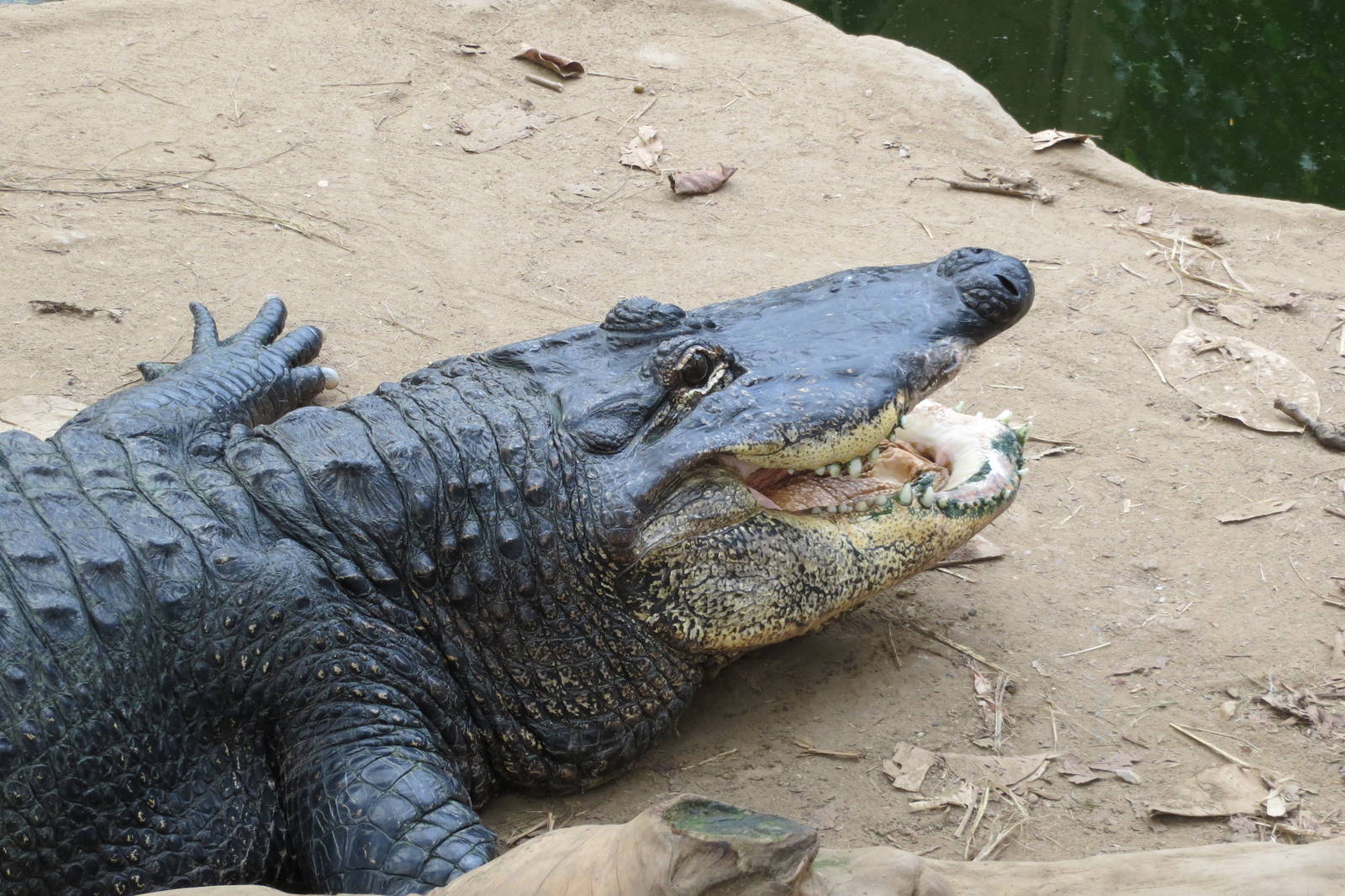American Alligator 060515