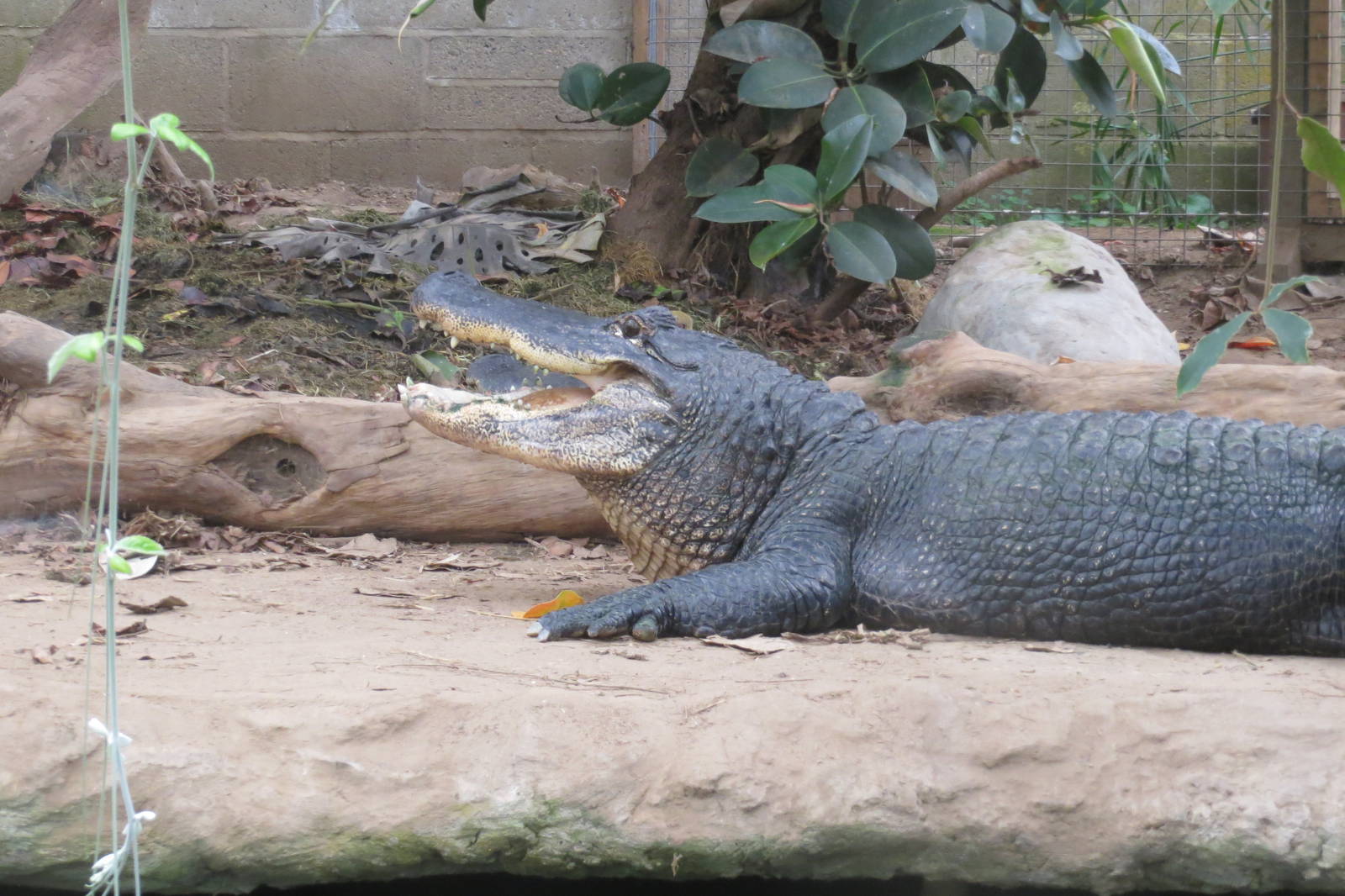 American Alligator 060515