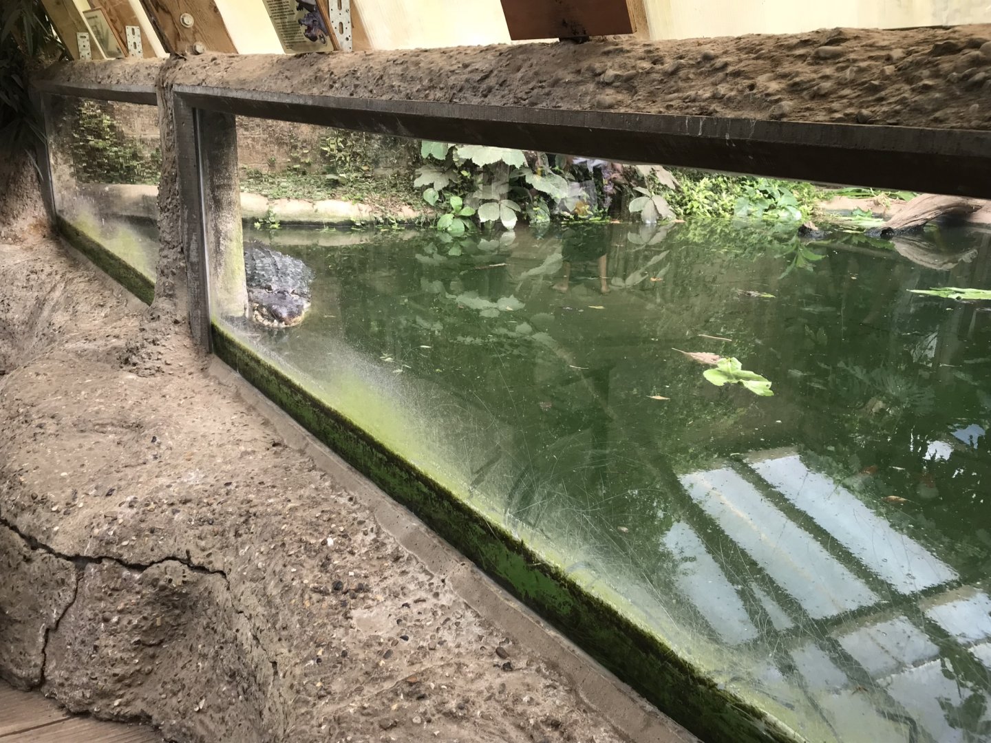 American alligator 070818