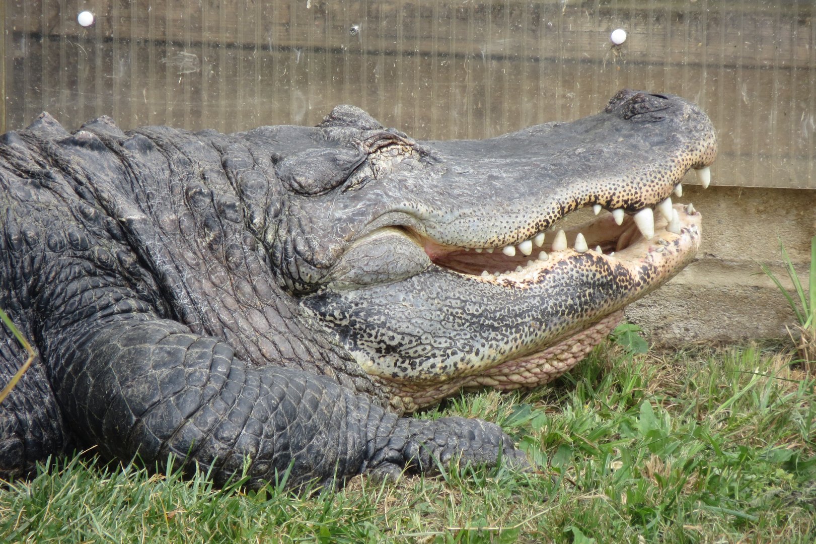 American alligator 070819