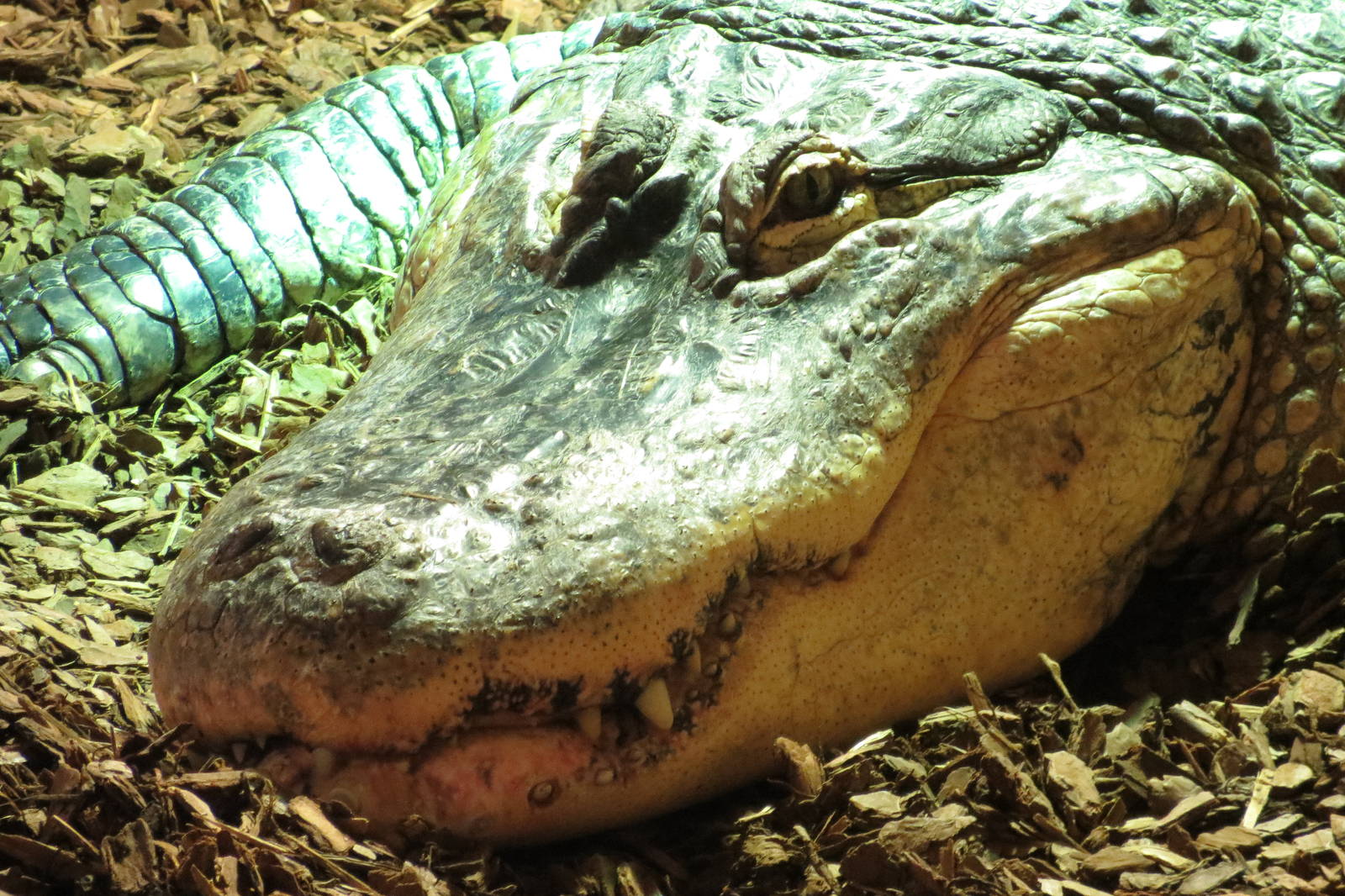 American Alligator 08/14