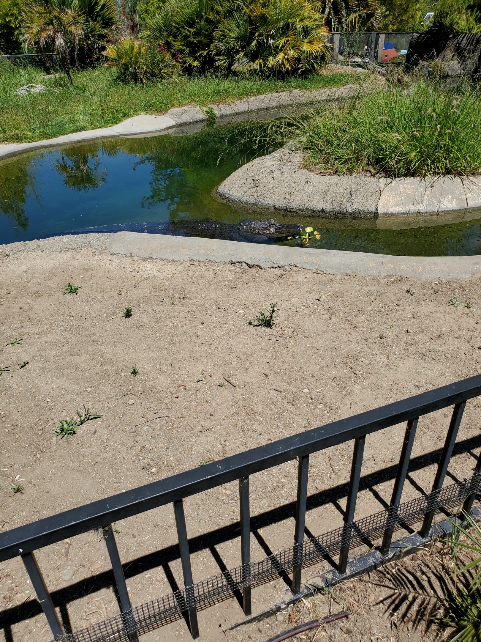 American Alligator - 10 Jun 2022