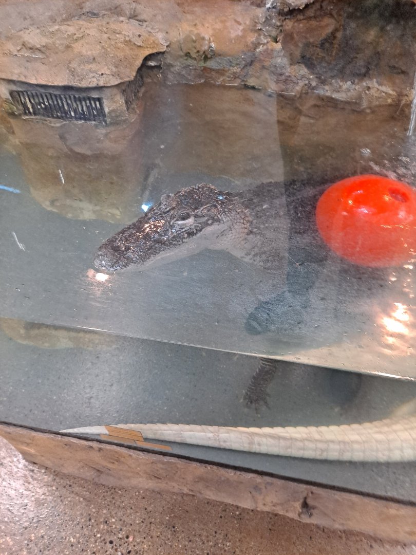 American Alligator (11/14/24)