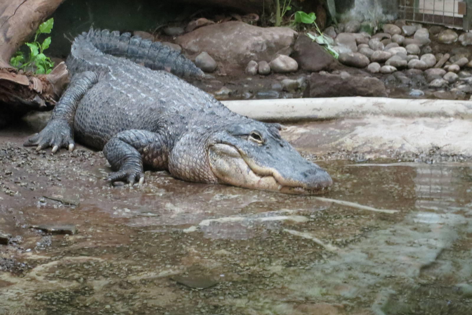 american alligator 120813