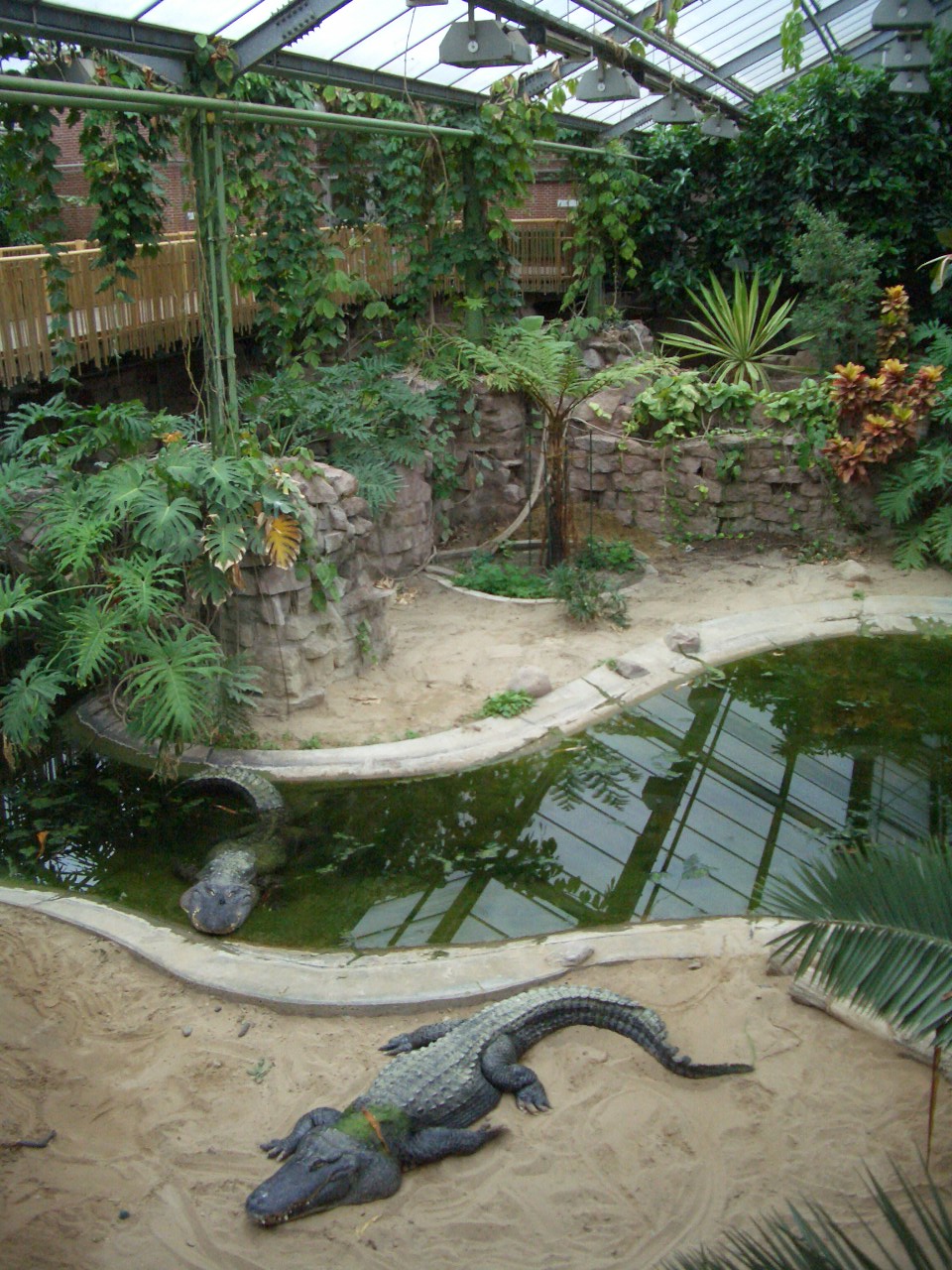 American Alligator 2005