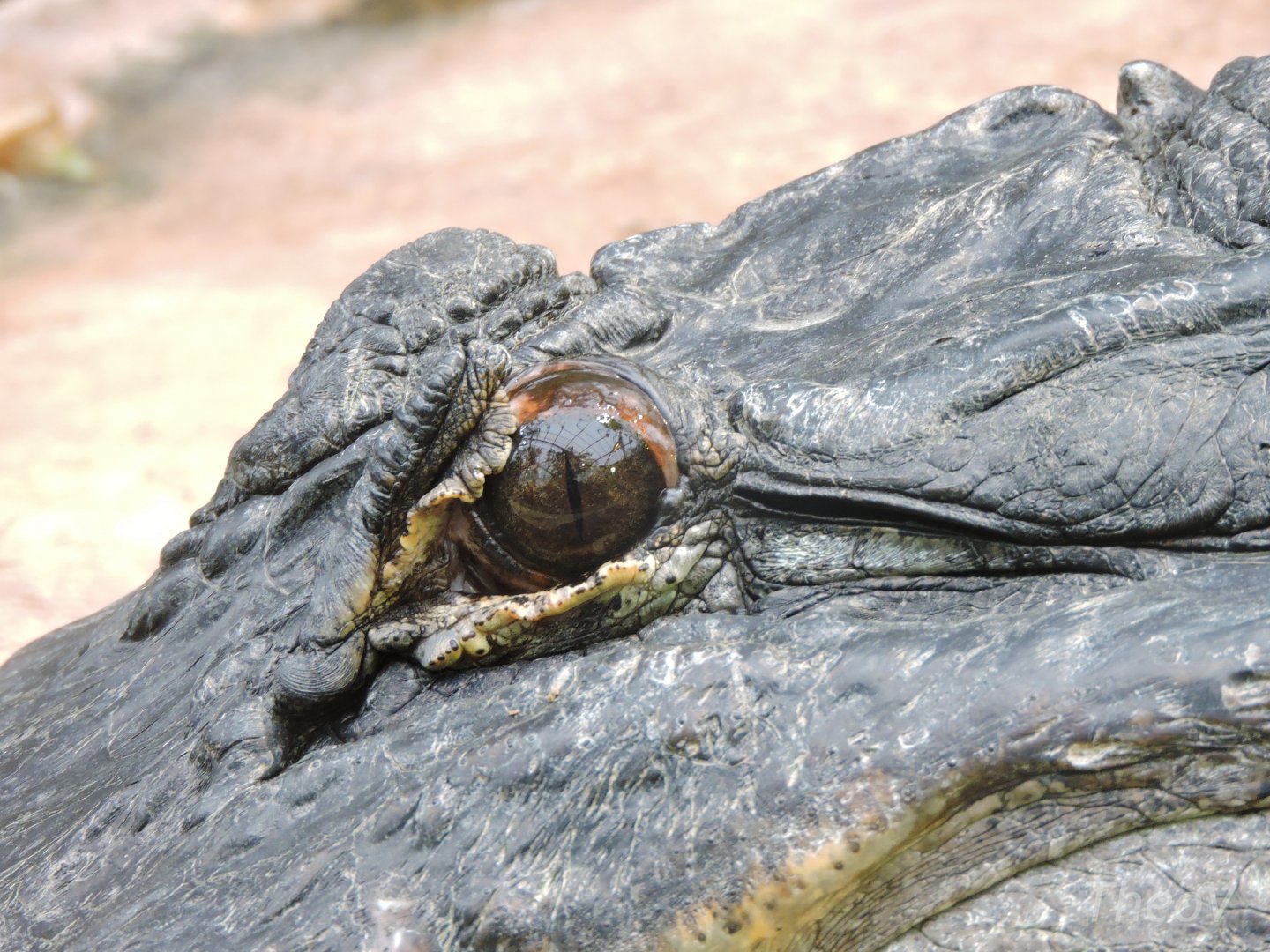 American alligator [2015]