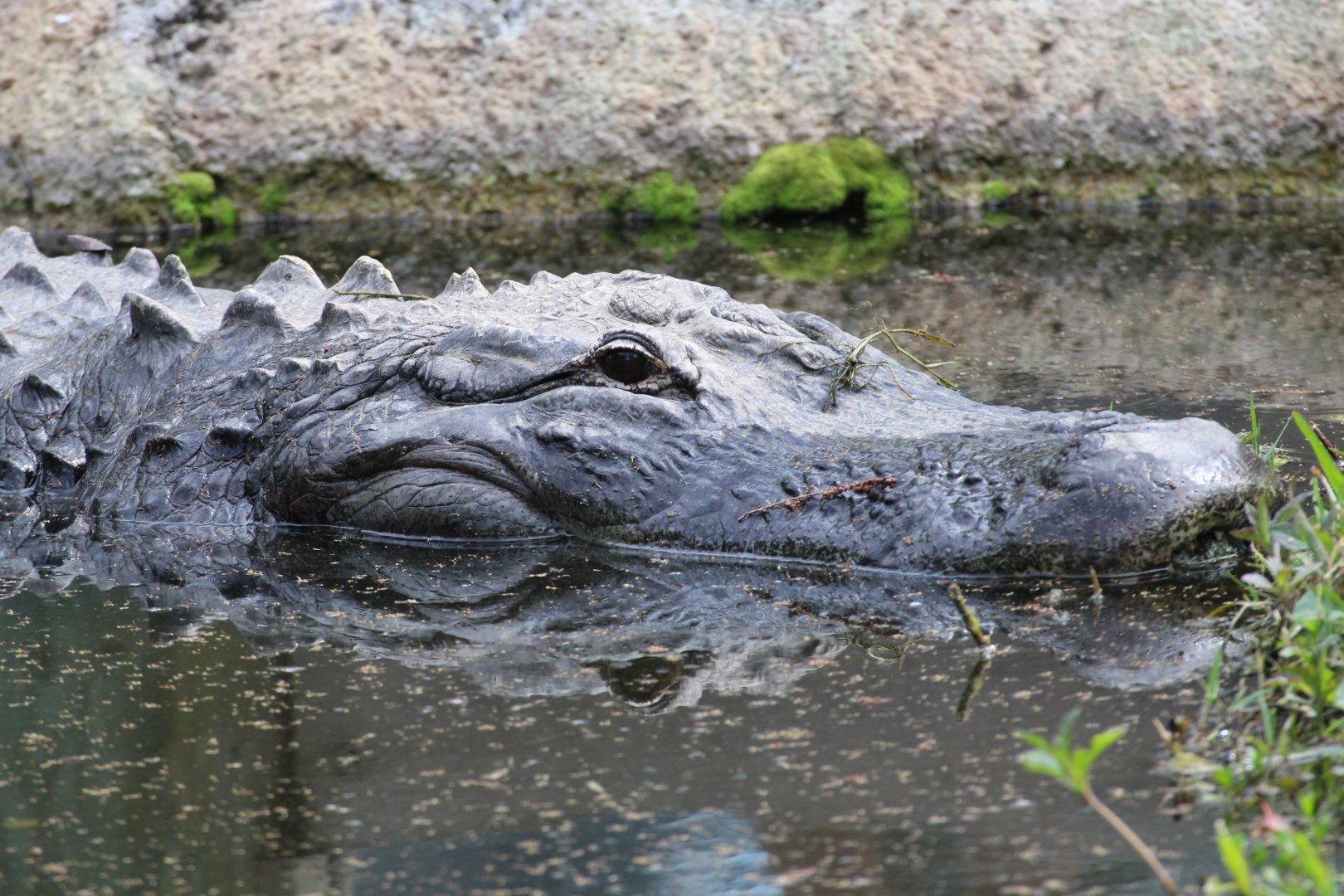 American Alligator (2016)