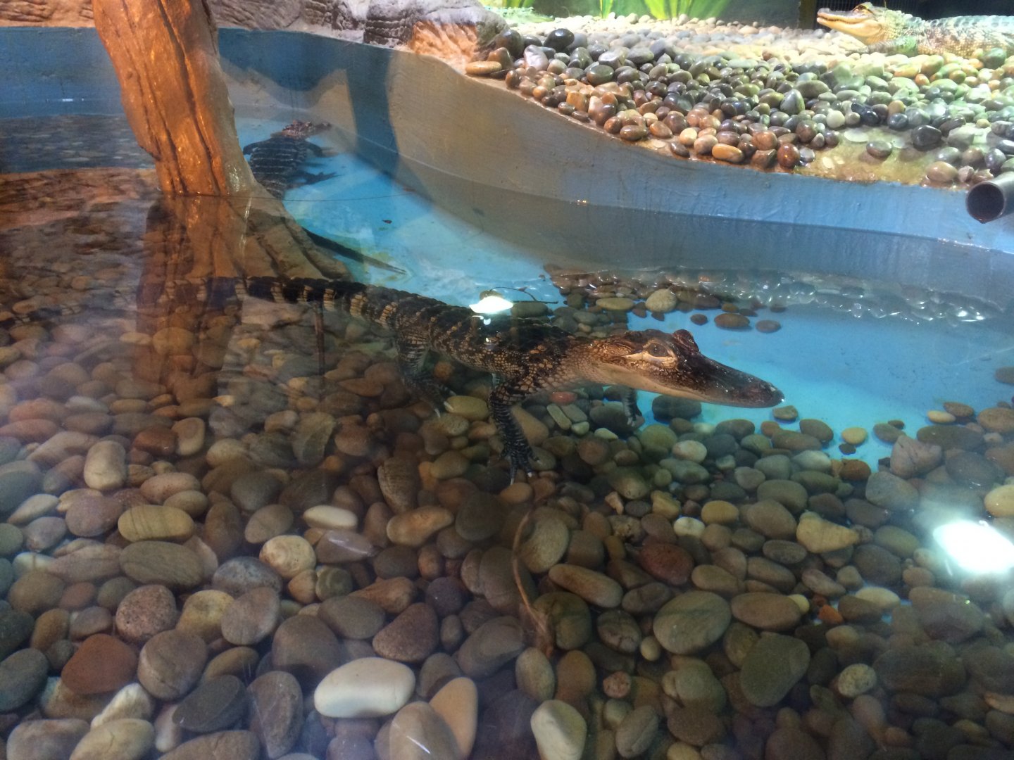 American alligator (2016)