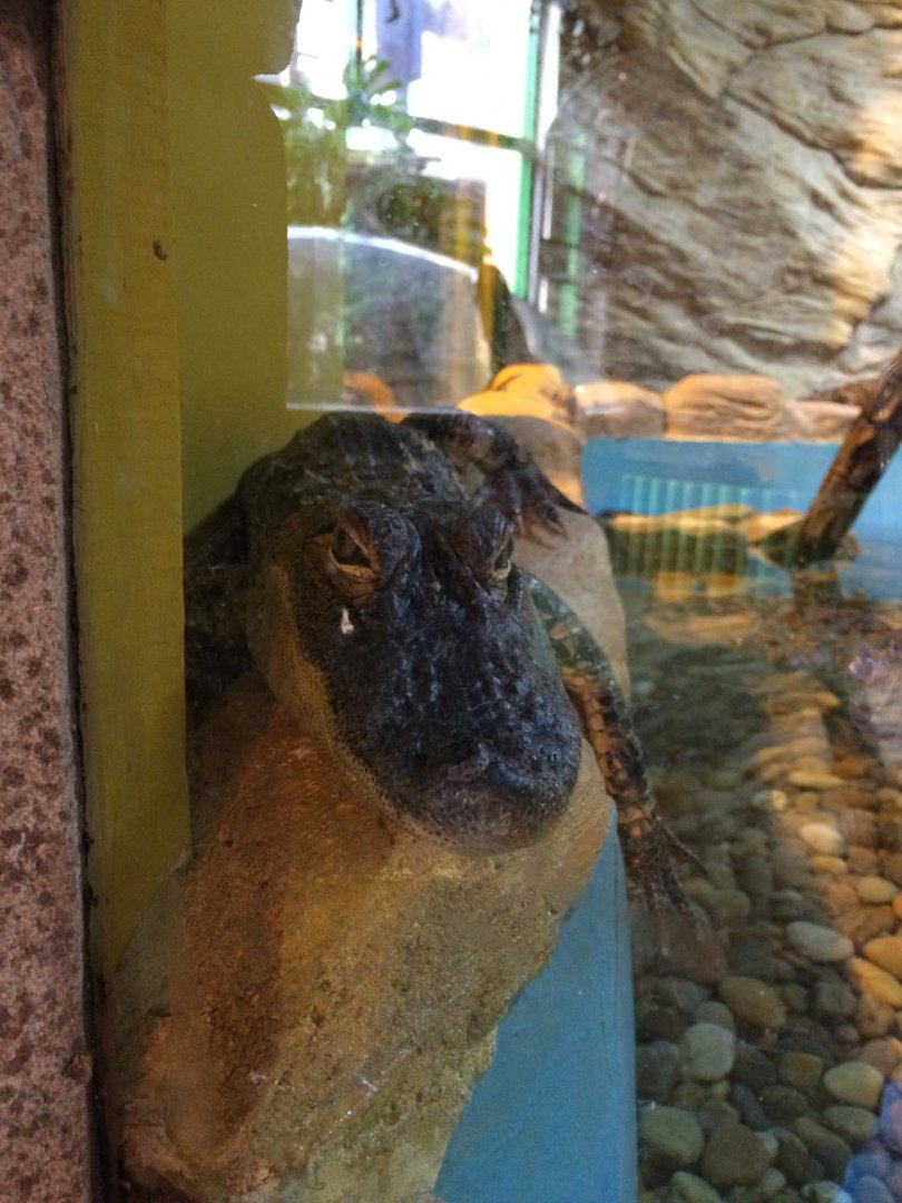 American alligator (2016)