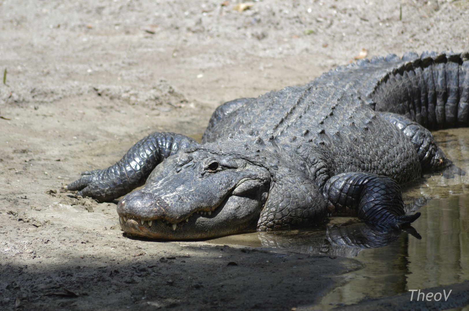 American alligator [2017]