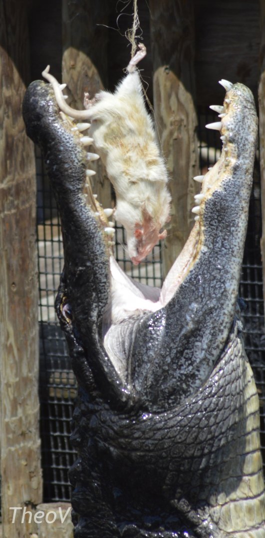 American alligator [2017]