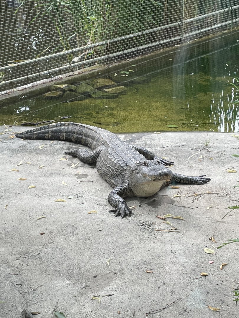 American Alligator - 2021