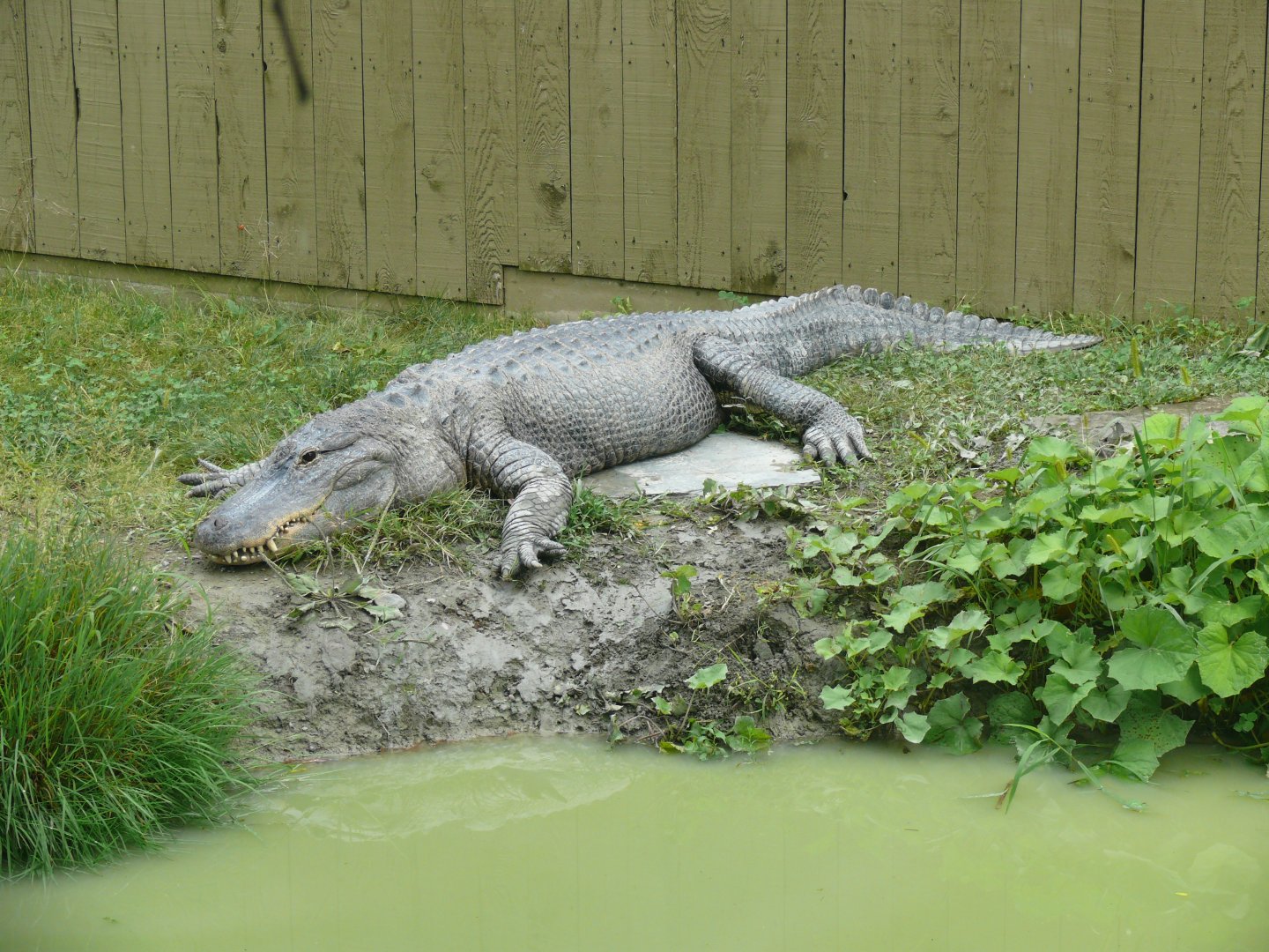 American Alligator - 24-08-2020