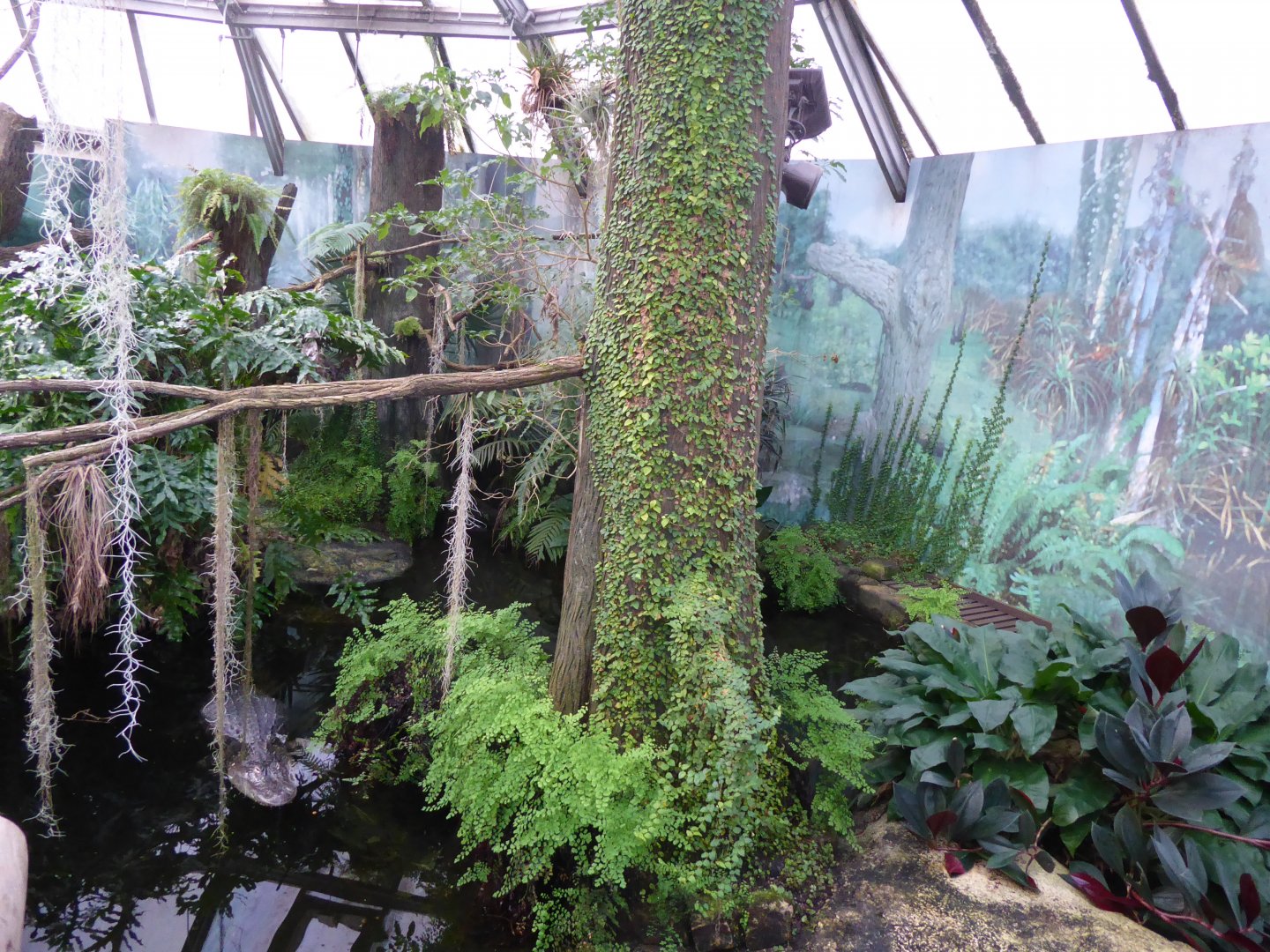 American alligator 280118