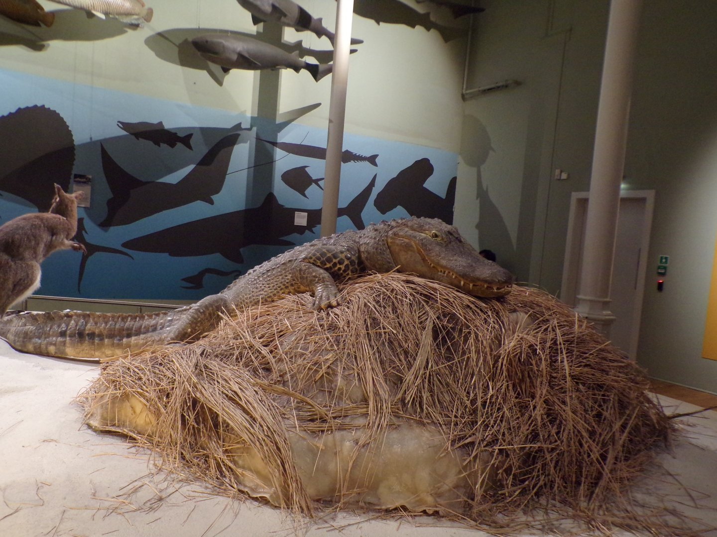 American alligator 30.12.22