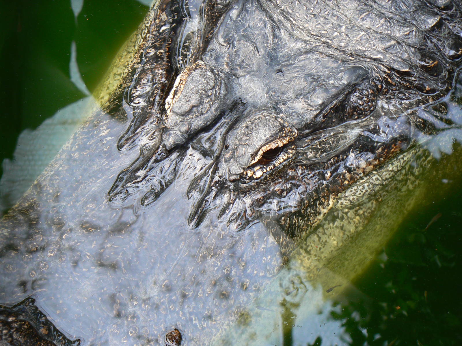 American Alligator - 30 May 2016