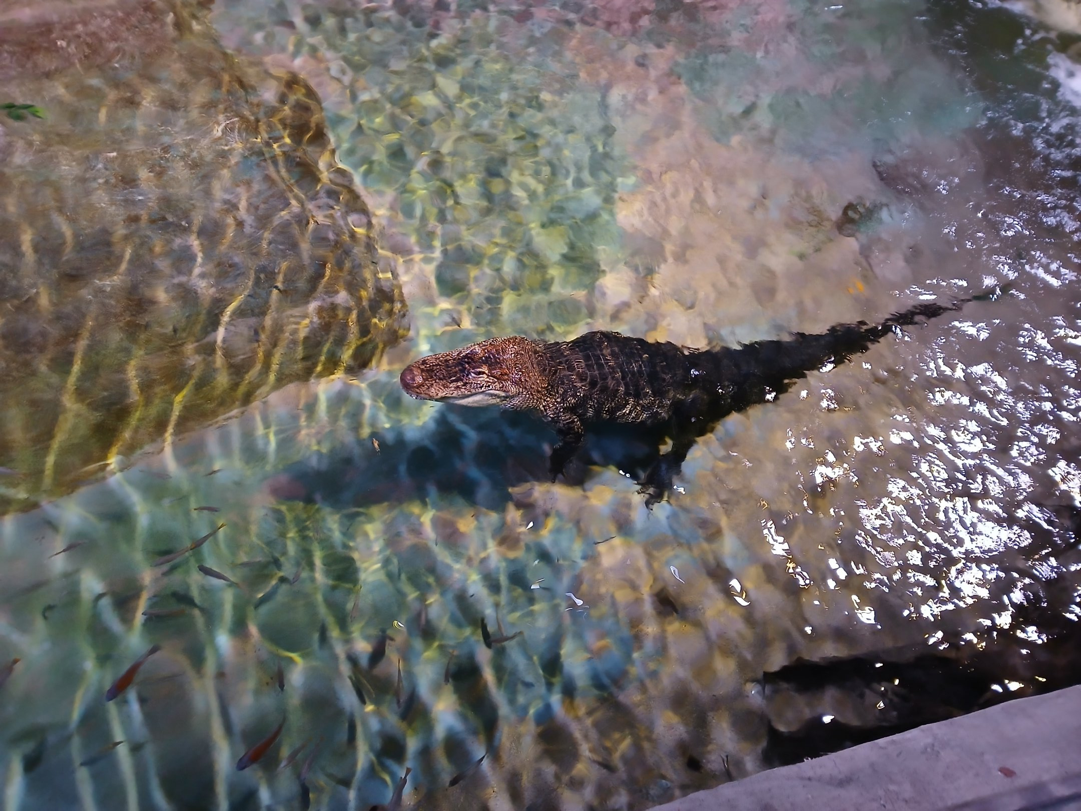 American Alligator (30th September 2025)