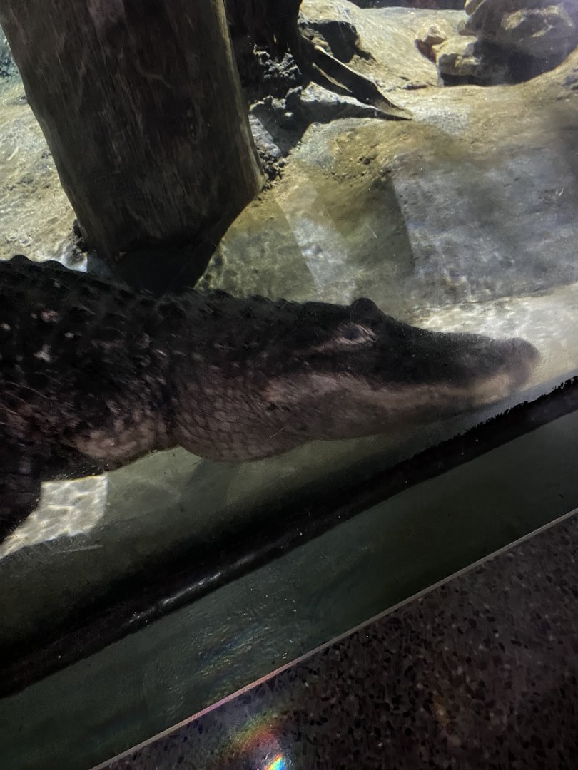 American Alligator (4/23/2022)