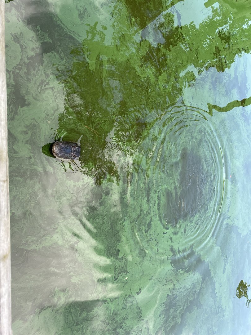 American Alligator - 6/22/2023