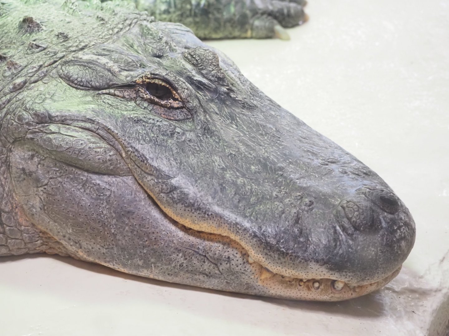American Alligator "Al"