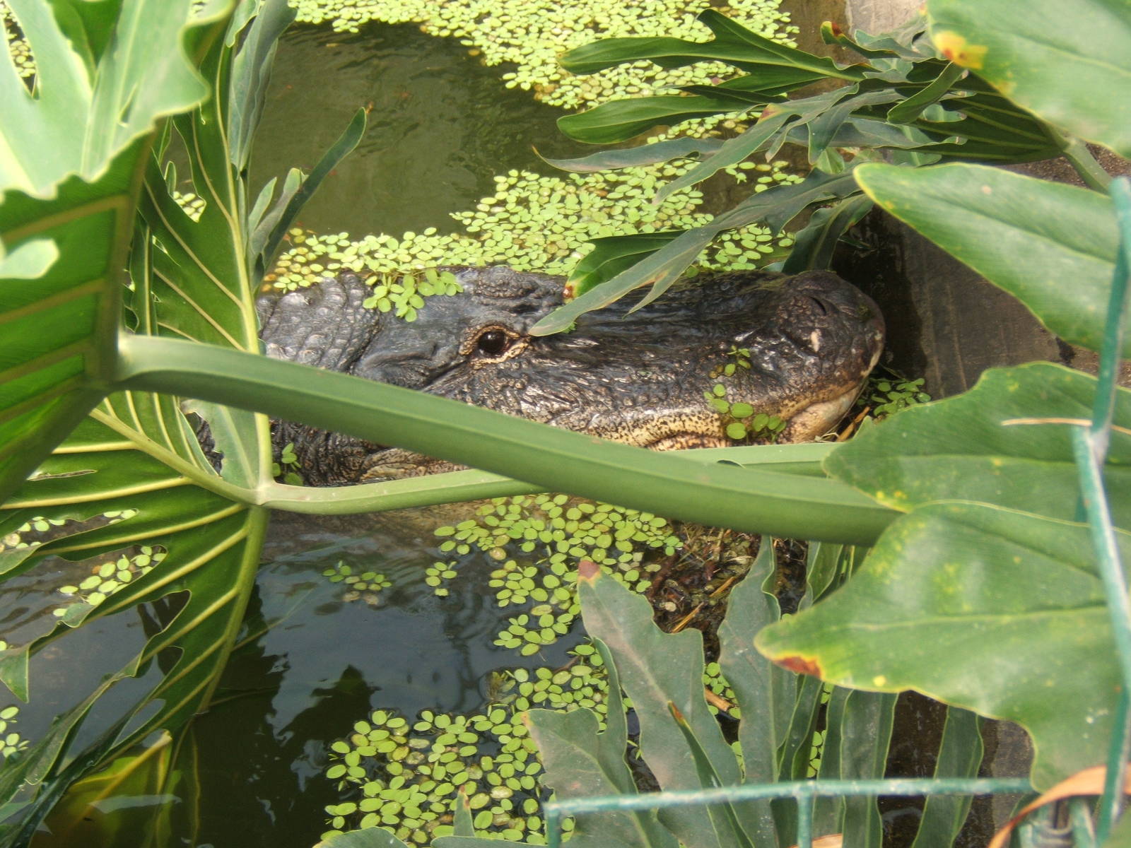 American Alligator Albert getting as close to Nancy and the nest as he dare