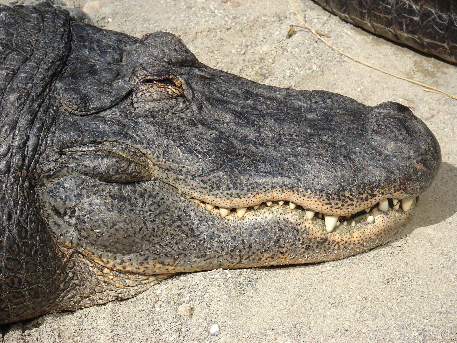 American alligator (Alligator missisipiensis)