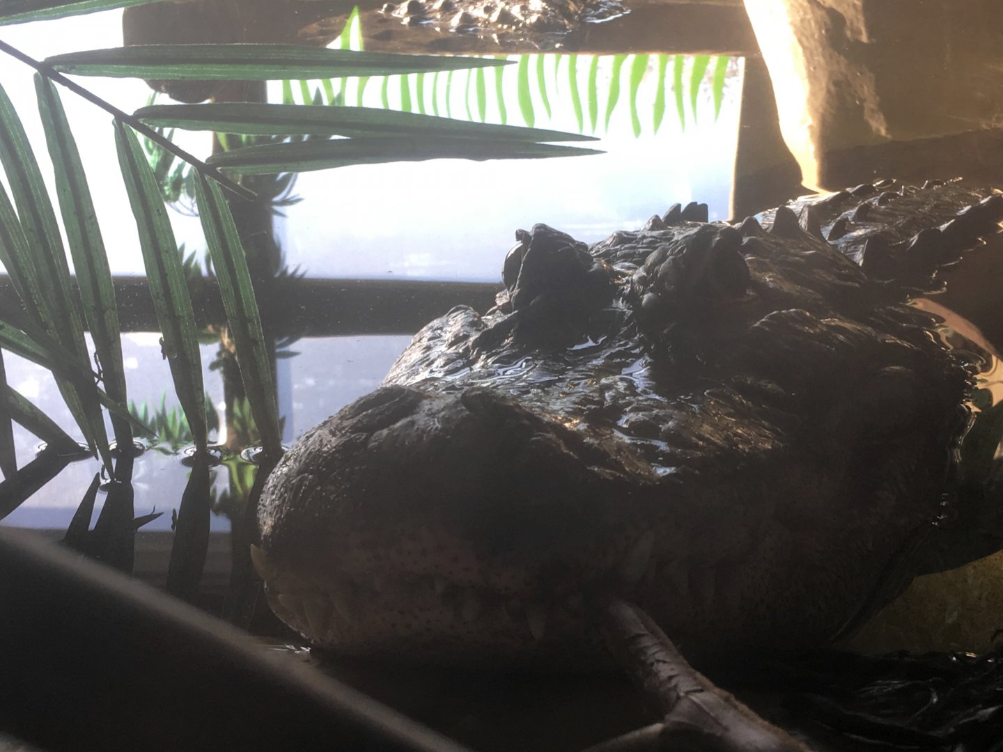 American alligator (Alligator mississipiensis) at the Reptile Village Conservation Zoo