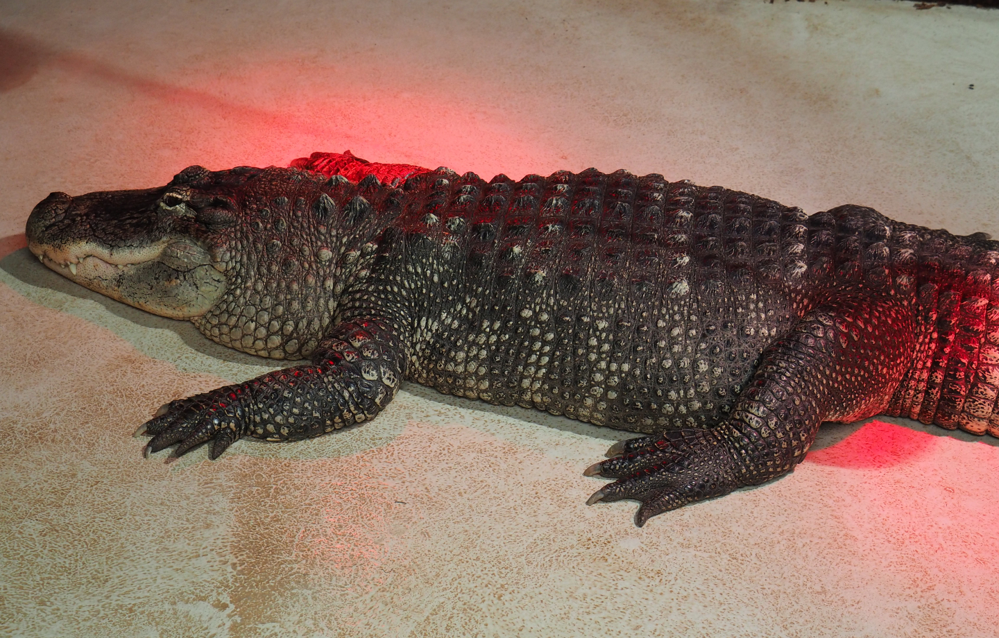 American alligator (Alligator mississippiensis), 2019-10-04