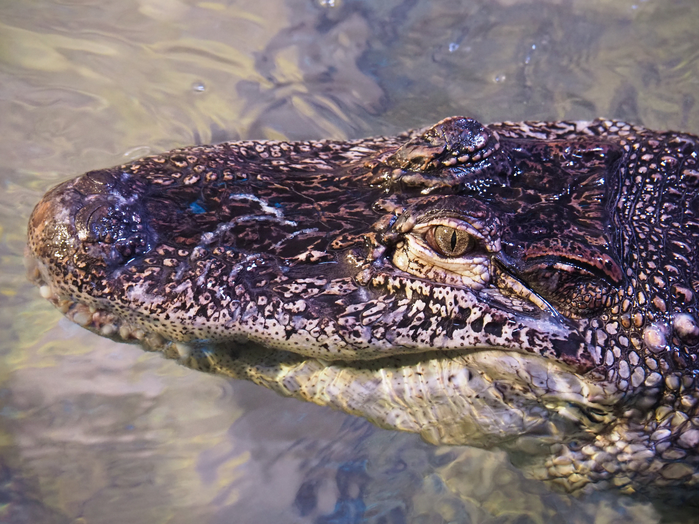 American alligator (Alligator mississippiensis), 2020-06-28
