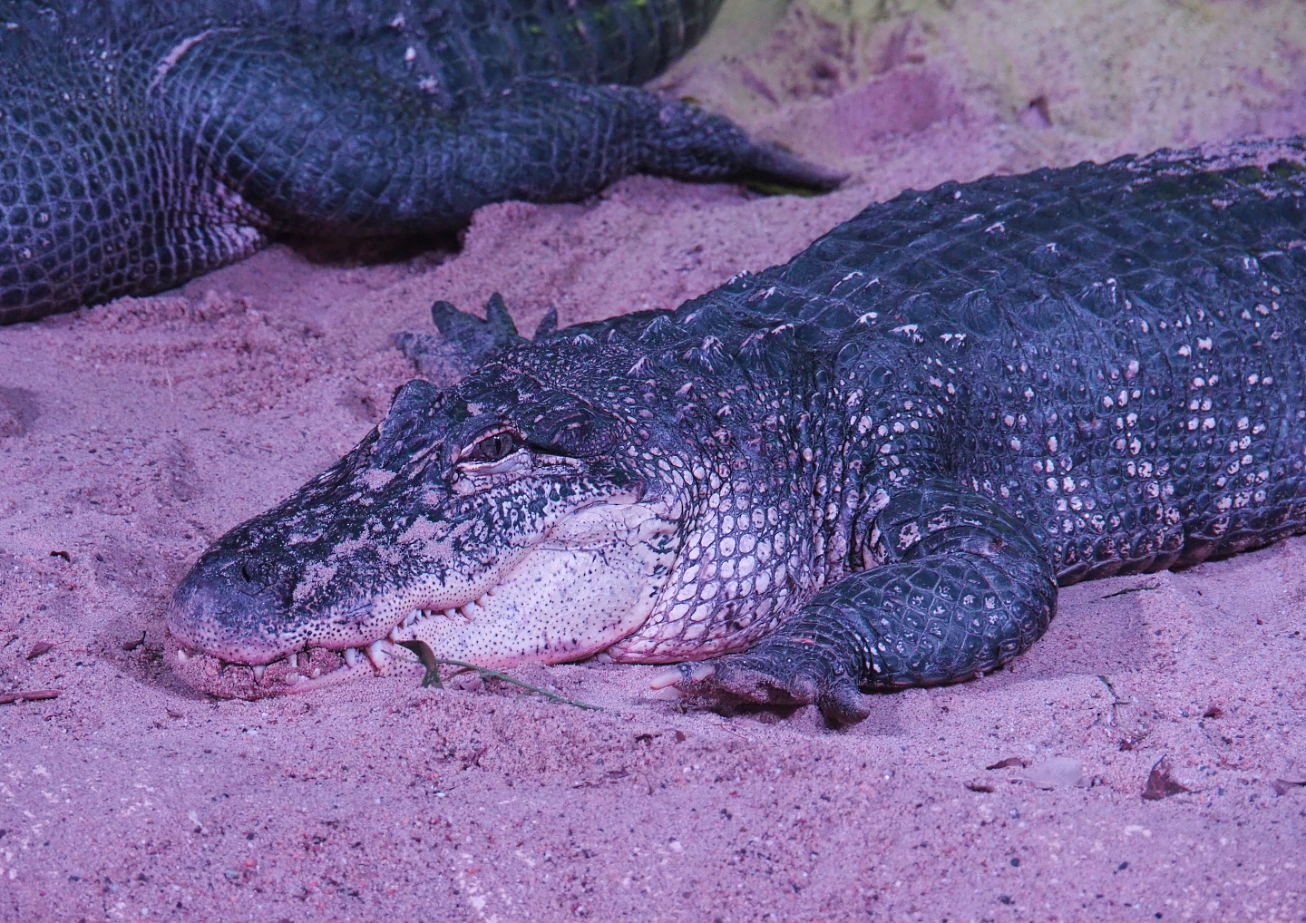 American alligator (Alligator mississippiensis), 2020-09-20