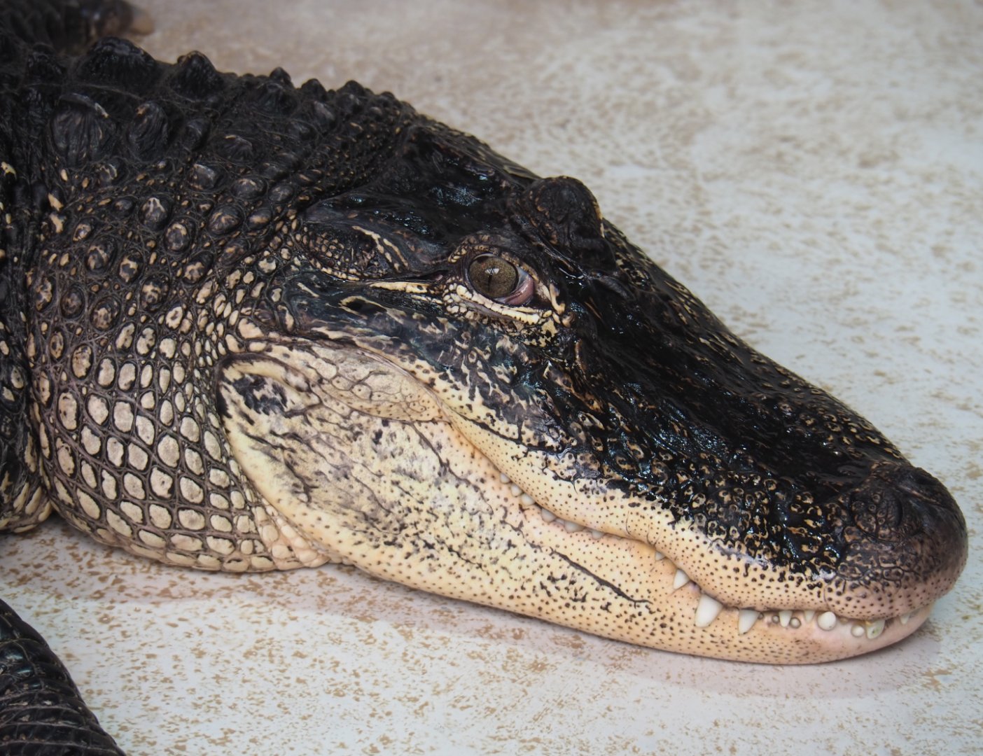 American alligator (Alligator mississippiensis), 2020-09-