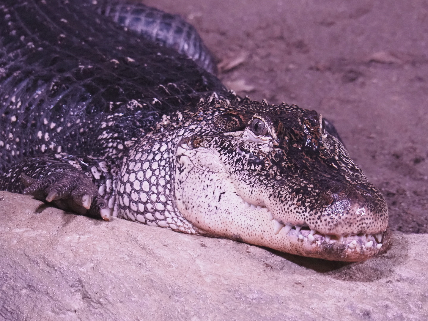 American alligator (Alligator mississippiensis), 2021-07-17