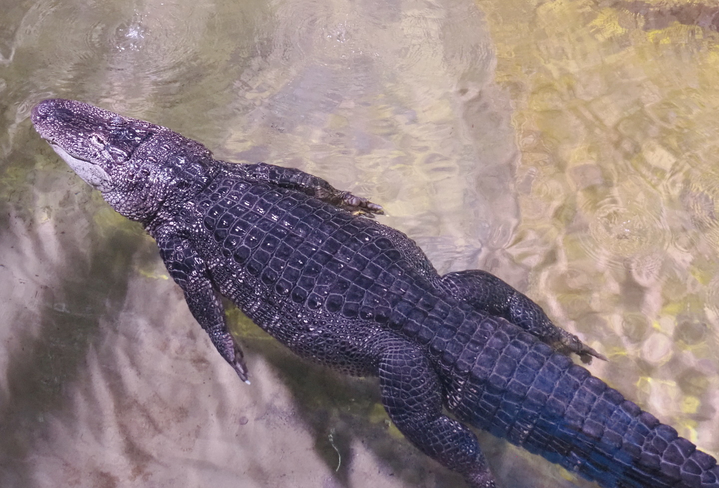 American alligator (Alligator mississippiensis), 2021-07-17