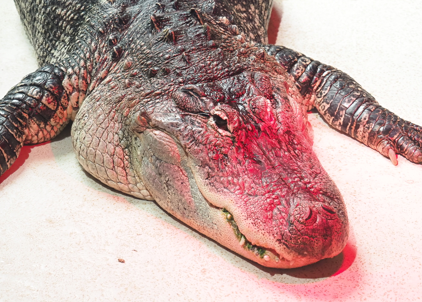 American alligator (Alligator mississippiensis), 2021-09-03
