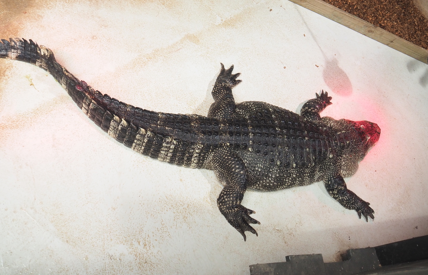 American alligator (Alligator mississippiensis), 2021-09-03