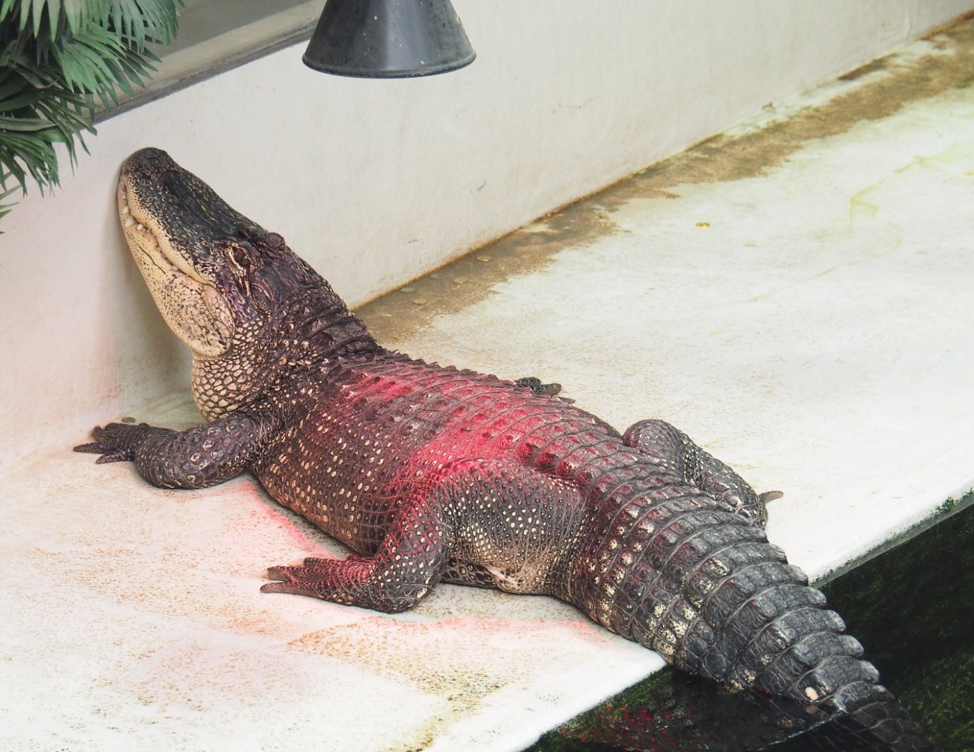 American alligator (Alligator mississippiensis), 2021-09-03