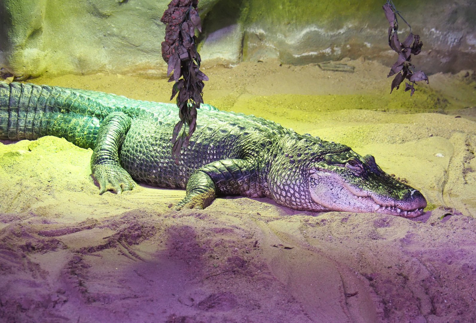 American alligator (Alligator mississippiensis), 2022-03-16