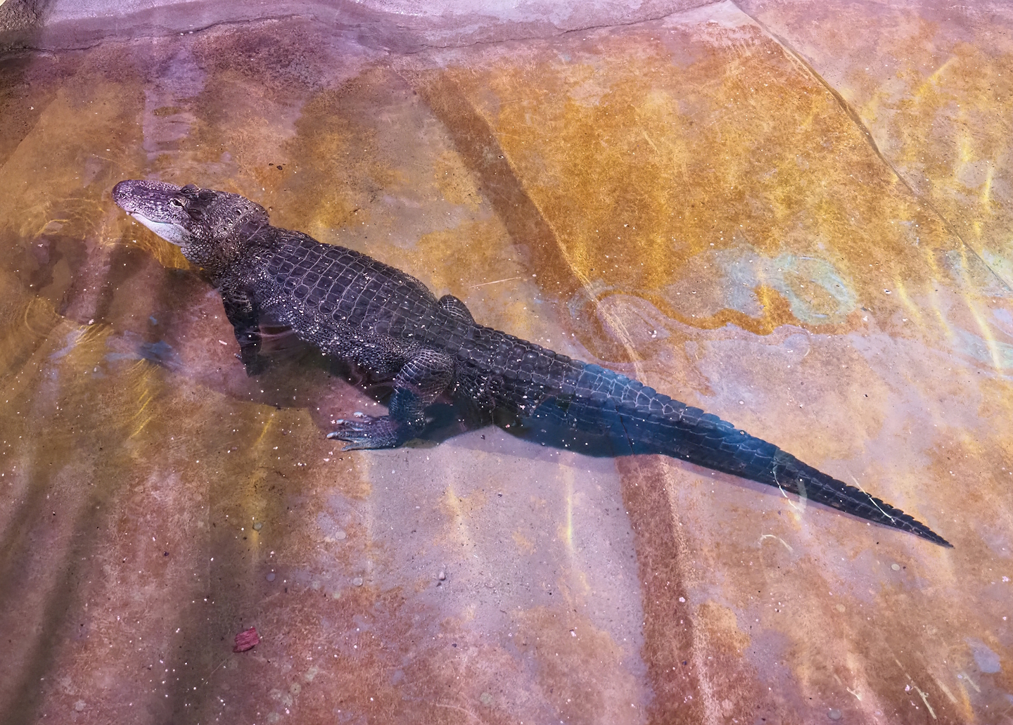 American alligator (Alligator mississippiensis), 2022-08-16