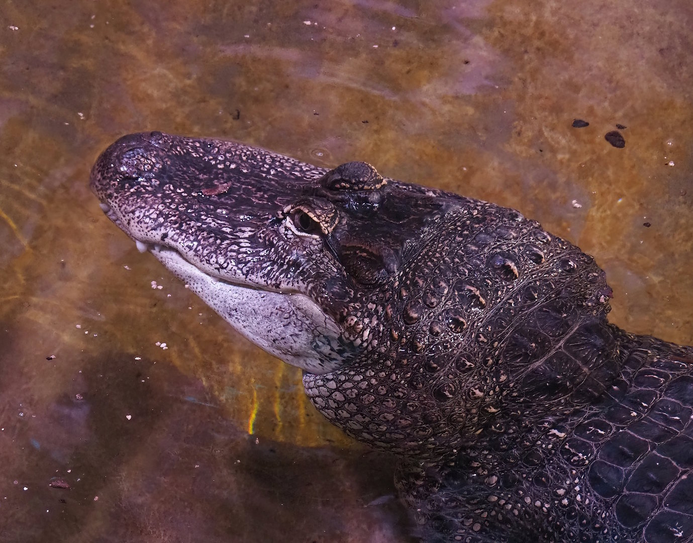 American alligator (Alligator mississippiensis), 2022-08-16