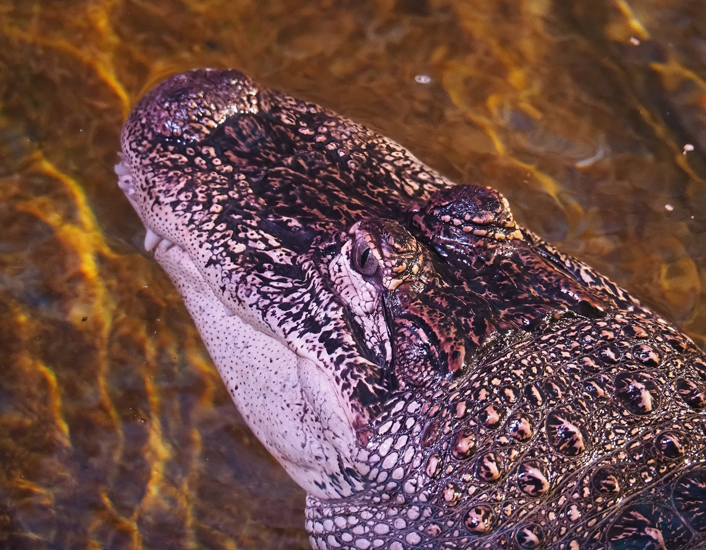 American alligator (Alligator mississippiensis), 2022-09-04