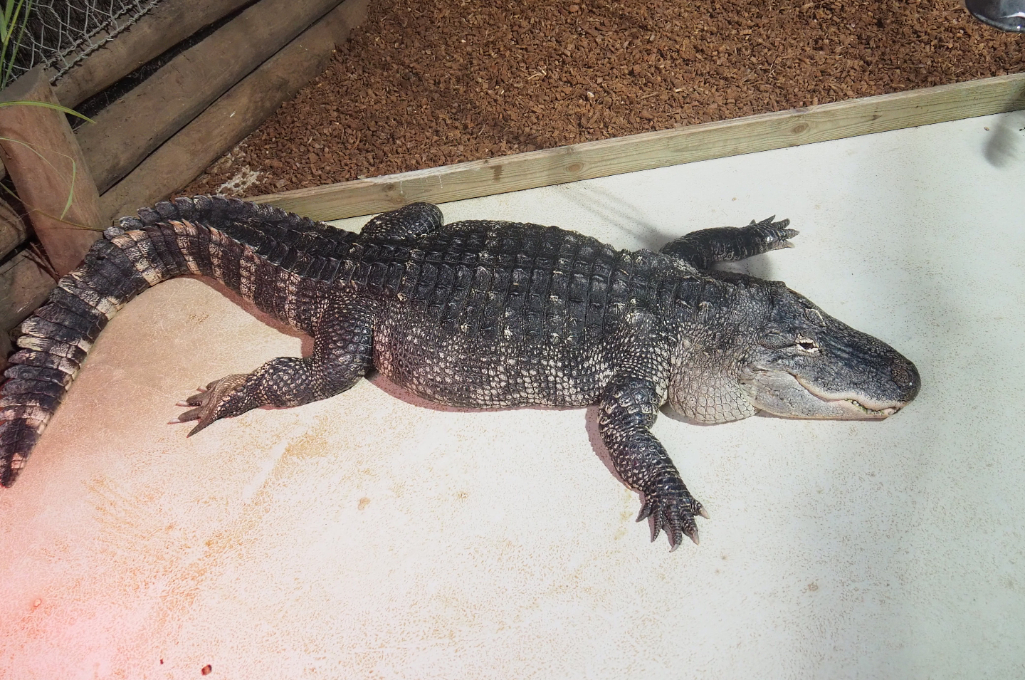 American alligator (Alligator mississippiensis), 2022-09-14