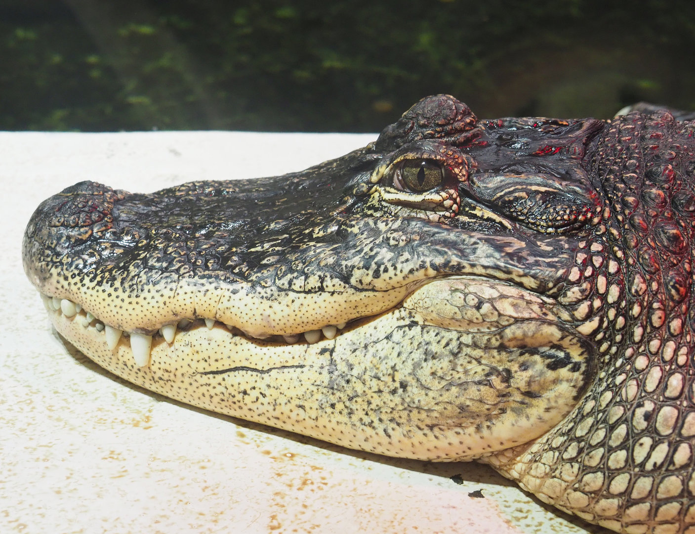 American alligator (Alligator mississippiensis), 2022-09-14