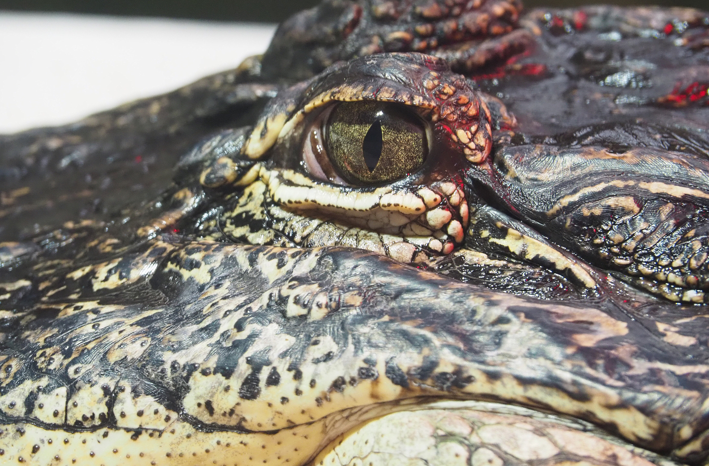 American alligator (Alligator mississippiensis), 2022-09-14