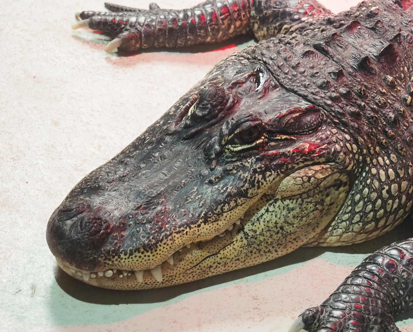 American alligator (Alligator mississippiensis), 2023-05-15