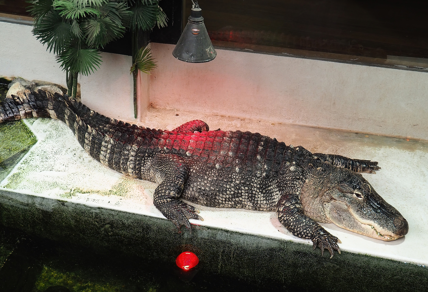 American alligator (Alligator mississippiensis), 2023-05-15