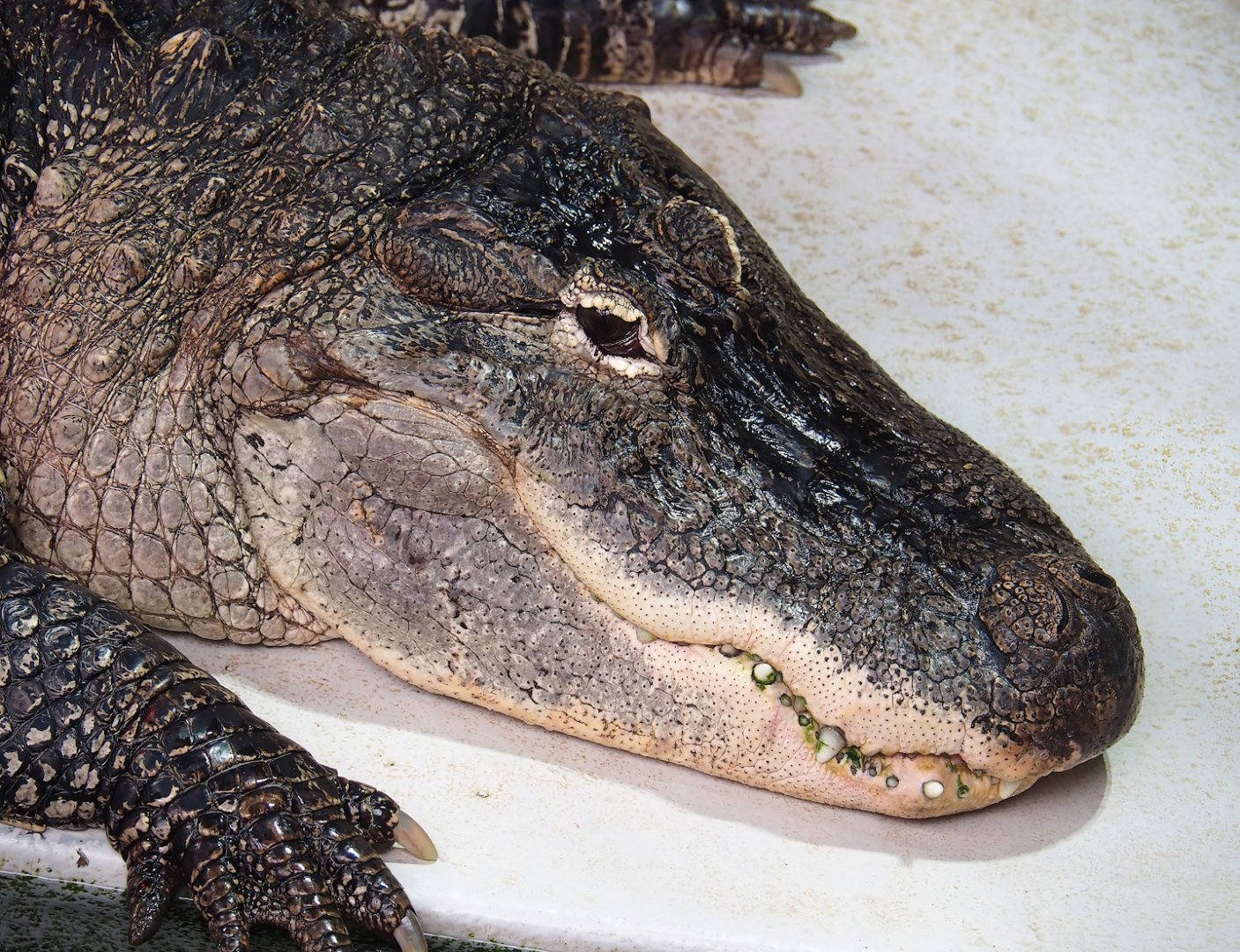 American alligator (Alligator mississippiensis), 2023-05-15